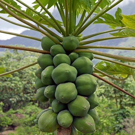 Creative Farmer Fruit Seeds Dwarf Honey Papaya Fruit Seeds For Farming Fruit Seeds Garden Pack