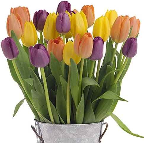 2 Dozen - Multi-Colored Tulips, With Vase - American Grown