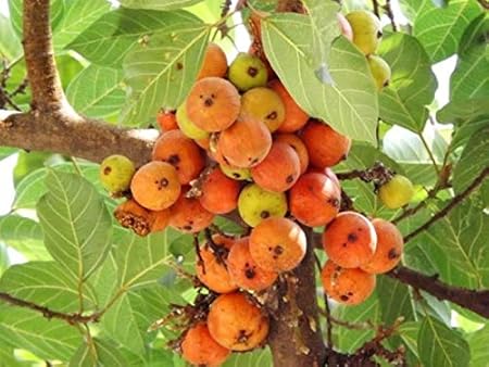 SHOP 360 GARDEN Ficus racemosa, Cluster fig tree, Indian fig tree, fig, Atti Fruit Seeds For Gardening - Pack of 5 grams seeds