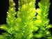 Aquatic Arts Live Hornwort Plant - 2 Extra Large Bunches of Pond Plants Over 10 Stems