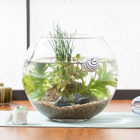 Amazon 父の日プレゼント 花鉢 鉢植え アクアリウムキット 癒しの水中庭園 イイハナ ドットコム 観葉植物 オンライン通販 Amazon 父の日プレゼント 花鉢 鉢植え アクアリウムキット 癒しの水中庭園 イイハナ ドットコム 観葉植物 オンライン通販