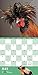Extraordinary Chickens 2017 Wall Calendar