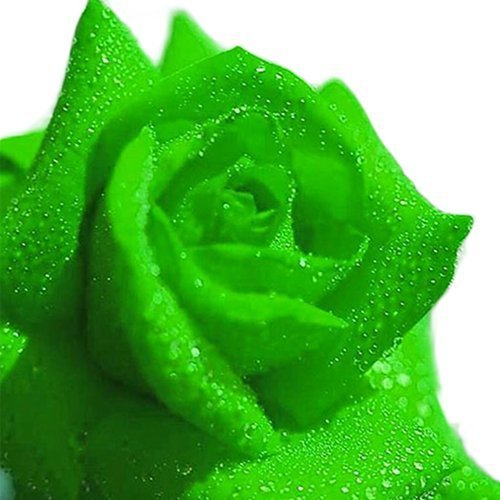 20pcs Green Rose Seeds Flower Seeds Buy Online in United Arab Emirates