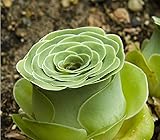 YoYoBoo 2016 Green Greenovia Aurea Seeds