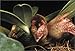 Bulbophyllums and Their Allies: A Grower's Guide