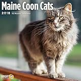Maine Coon Cats 2018 16 Month Wall Calendar 12 x 12 inches Bright Day Calendars Publishing