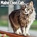 Maine Coon Cats 2018 16 Month Wall Calendar 12 x 12 inches Bright Day Calendars Publishing