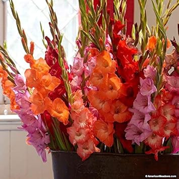 ABN Retail Gladiolus Sword Lily Flower Bulbs (Multicolour) - Pack of 10
