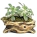 Window Garden Natural Elements Log Planter (Branch) – Realistic Woodland-Themed with Intricate Weathered bark Detail. Grow Small Succulents, Cactus, African Violets. Striking in Any décor.