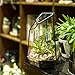 NCYP Small Glass Geometric Terrarium - 4.9 x 3.9 x 7.4 Inches Irregular Clear Planter Pot for Succulents, Cactus, Indoor Garden Tabletop Decoration, Centerpiece (No Plants, No Door)