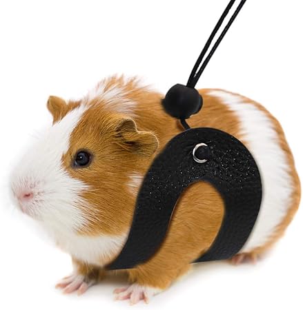 guinea pig leashes and harnesses
