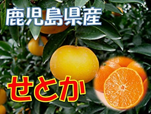Amazon 鹿児島県産又は九州産 せとか 1箱 10kg サイズ混合 スター鹿児島 みかん 柑橘類 通販
