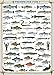 EuroGraphics Freshwater Fish 1000-Piece Puzzle