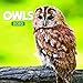 Owls Calendar - Calendars 2019 - 2020 Wall Calendar - Photo Calendar - 12 Month Calendar by Presco G by 