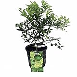 Hirt's Key Lime Tree + Certificate - 6