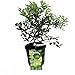 Hirt's Key Lime Tree + Certificate - 6