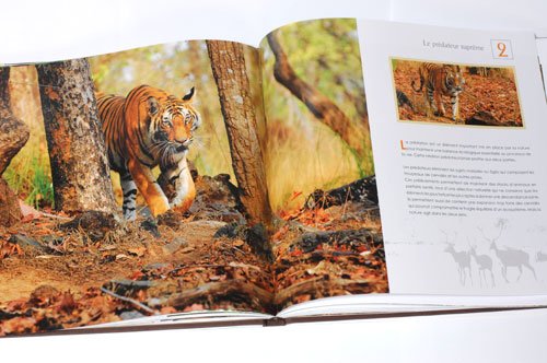 Amazonfr Les Derniers Tigres De Linde Pierre Chéron - 