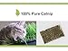 Living Express Cat Scratching Post/Pad/Cardboard with Catnip, Sturdy Recycled Materials Scratcher, Free Toy (Triangle)
