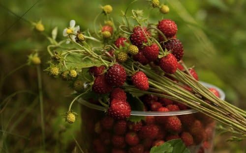 Red Wild Strawberry 'Regina' (Fragaria Vesca L.) Berry Plant Seeds, XL Medium Early Heirloom