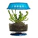 Live Adult Pitcher Plant in Terrarium - Carnivorous Plant P. Purpurea