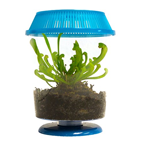 Live Adult Pitcher Plant in Terrarium - Carnivorous Plant P. Purpurea Live Adult Pitcher Plant in Terrarium - Carnivorous Plant P. Purpurea