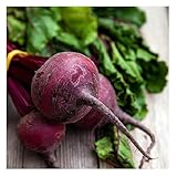 David's Garden Seeds Beet Detroit Dark Red SL1202 (Red) 200 Non-GMO, Heirloom Seeds
