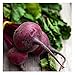 David's Garden Seeds Beet Detroit Dark Red SL1202 (Red) 200 Non-GMO, Heirloom Seeds primary
