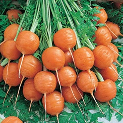 Cutdek Carrot Seeds,Parisian Carrot,French Heirloom!Easy to Grow, Plant it, Eat It.-Organic, Heirloom Vegetable! (1 oz Pack)