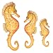 Underwater Tropical Seahorse Wall Sticker Mural
