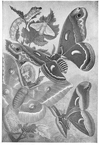 39+ Black Silk Moth Caterpillar Background