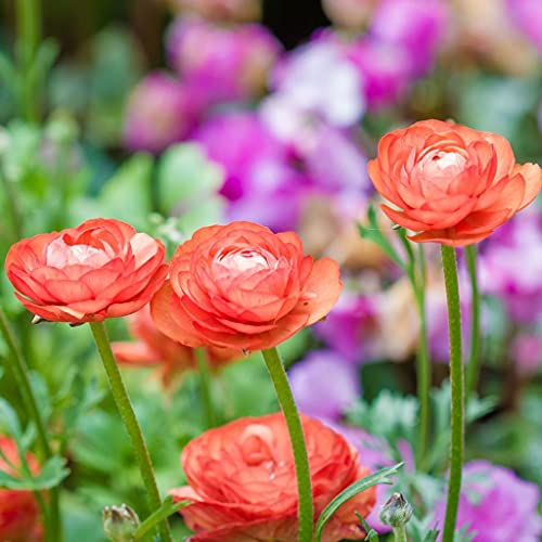30 Ranunculus Bulbs for Planting, Salmon Ranunculus Corms Bulk Persian Buttercup Ranunculus