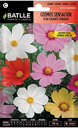 Semillas de Flores - Cosmos Sensación Flor Gigante variada ...