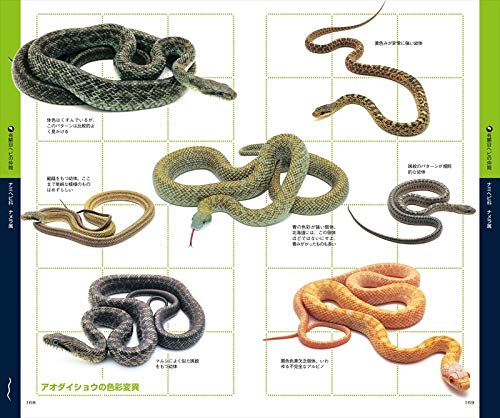 Amazon Co Jp 山溪ハンディ図鑑 増補改訂 日本のカメ トカゲ ヘビ 富田 京一 松橋 利光 Japanese Books