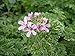 Gray Lady Plymouth Scented Geranium Live Plant