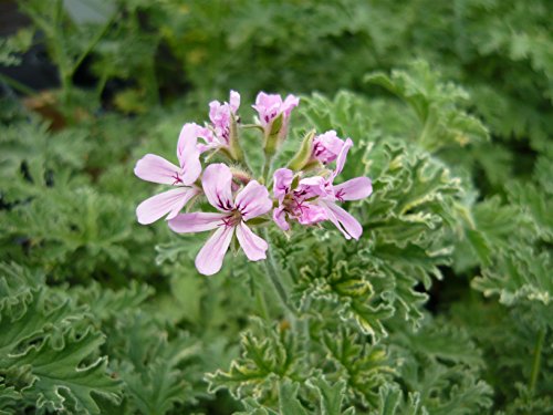 Gray Lady Plymouth Scented Geranium Live Plant Gray Lady Plymouth Scented Geranium Live Plant