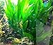 Amazon Sword Plant Echinodorus Bleheri Tall Bunch Live Aquarium Plants Freshwater Planted Tank Decorations by Mainam