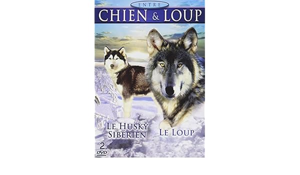 Amazoncom Entre Chien Loup Le Husky Sibérien Le Loup