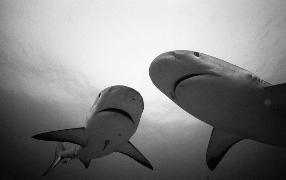 ElloStorka Shark Water Black White Animals/Animal Poster Print (Size:13x19 inch)