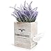 3-in-1 Countree Tissue Box Cover Square: Rustic Farmhouse Bathroom Decor, Potted Lavender & Wood Tissue Box Holder Cube - Enhance Your Home Decor, Perfect for Living Room, Bedroom, Bathroom Storage