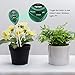 KINCREA JP01 3 in 1 Soil Moisture Meter, Light and PH Acidity Tester, 2 pcs, Greenthumb 4