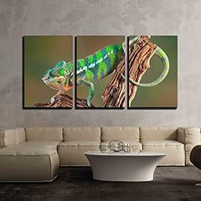 3 Piece Canvas Wall Art - an Ambilobe Panther Chameleon is Crawling on Some Petrified Wood. - Modern Home Art Stretched and Framed Ready to Hang - 16"x24"x3 Panels