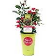 2 Quart Knock Out Rose Petite Shrub