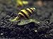 Aquatic Arts 5 Live Assassin Snails (Clea helena - 1/2 to 1 Inch) - Removes All Pest Snails