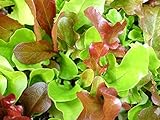 1,000+ Mesclun Lettuce Seeds- Salad Mix- 1,000+ 2020 Seeds