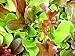 1,000+ Mesclun Lettuce Seeds- Salad Mix- 1,000+ 2020 Seeds primary
