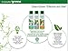 Green+Clean Natural Fabric Pet Refresher Spray - Carpet Cleaner, Cleans Kitty Litter and Dog Poop from Carpet, Upholstery, and More - Couch Cleaner, Household Cleaning Spray - Made in the USA
