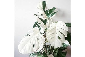 Aamish White Monstera Plant Seeds: Package Contain Seeds