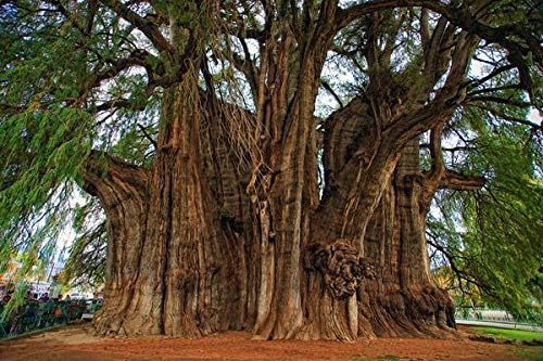 ScoutSeed TAXODIUM MUCRONATUM - ARBOL DEL Tule, 10 SEMI