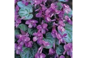 Viola Koreana Syletta Rare Viola variegato 10 semi