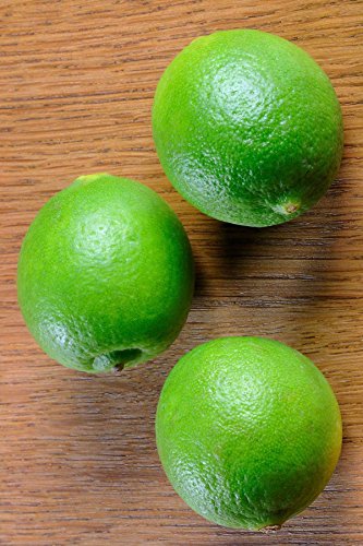 Tavares Limequat Tree, Mexican Kumquat Hybrid Citrus (Excludes: CA,TX,LA,AZ)